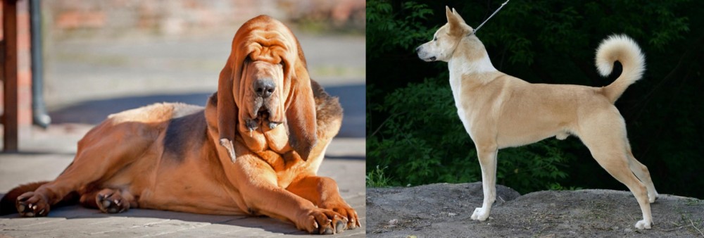 Canaan Dog vs Bloodhound - Breed Comparison