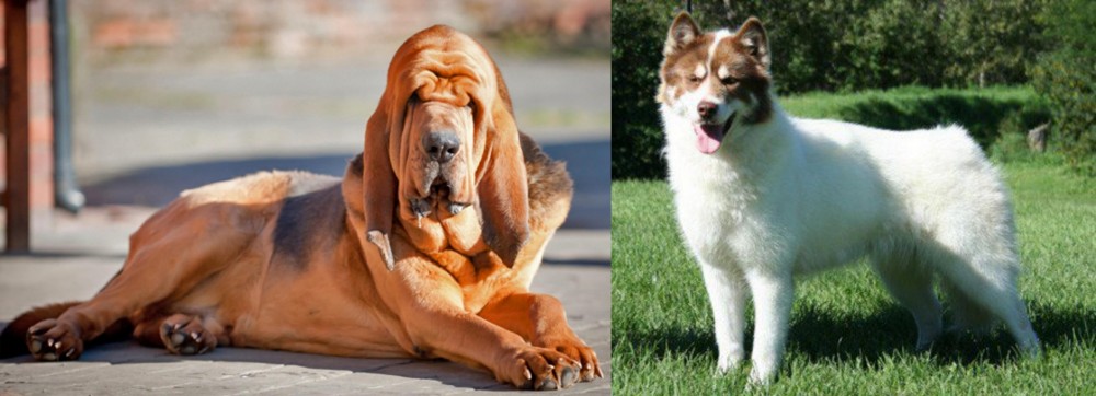 Canadian Eskimo Dog vs Bloodhound - Breed Comparison