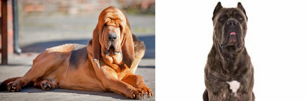 Cane Corso vs Bloodhound - Breed Comparison