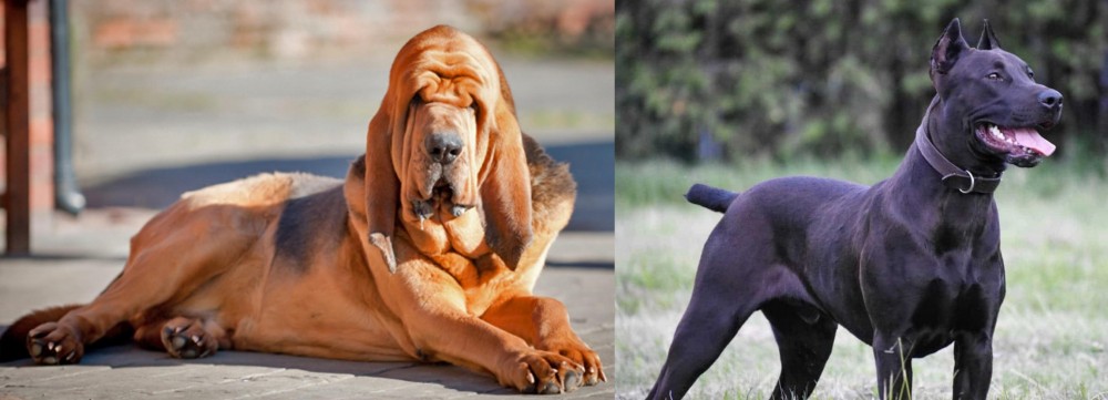 Canis Panther vs Bloodhound - Breed Comparison
