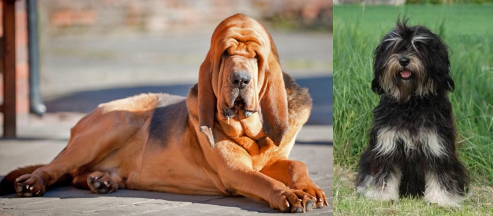 Cao da Serra de Aires vs Bloodhound - Breed Comparison