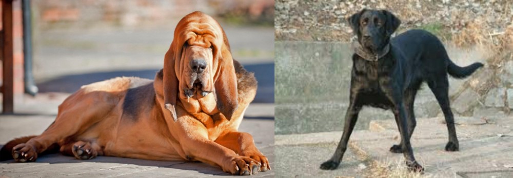 Cao de Castro Laboreiro vs Bloodhound - Breed Comparison