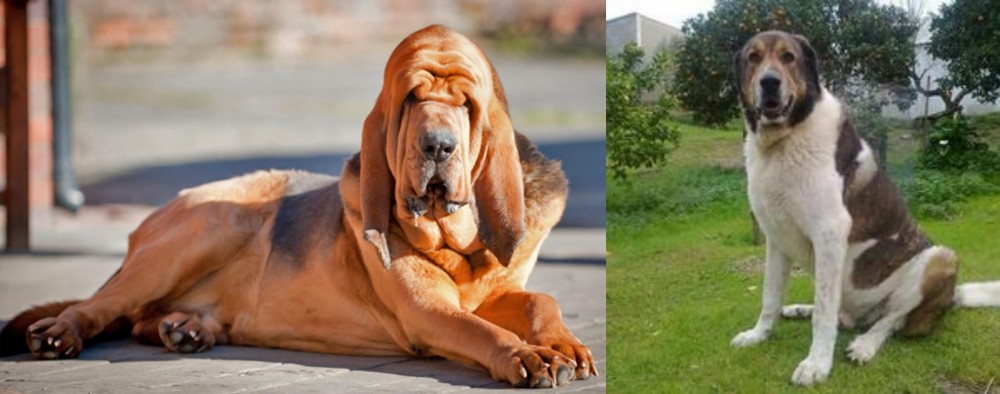 Cao de Gado Transmontano vs Bloodhound - Breed Comparison