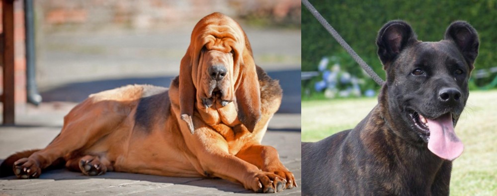 Cao Fila de Sao Miguel vs Bloodhound - Breed Comparison