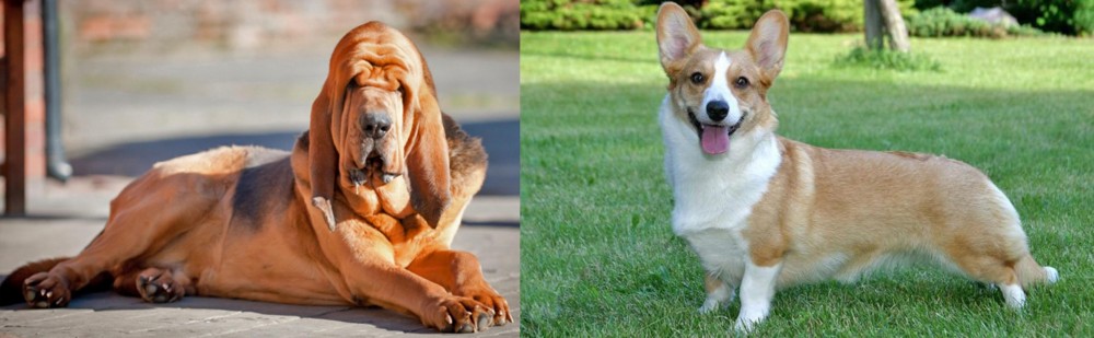Cardigan Welsh Corgi vs Bloodhound - Breed Comparison