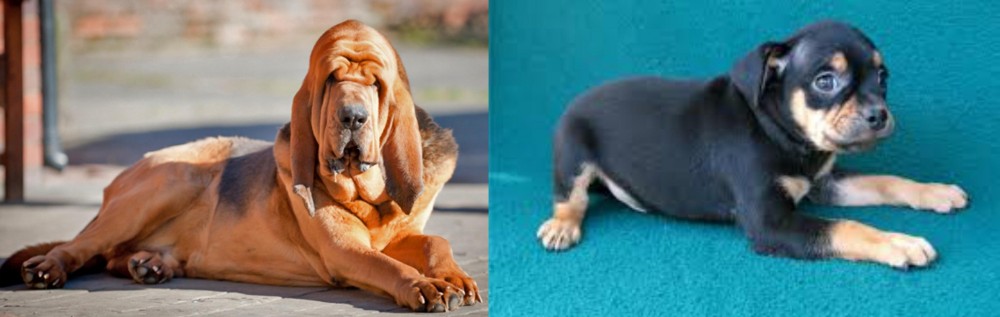 Carlin Pinscher vs Bloodhound - Breed Comparison
