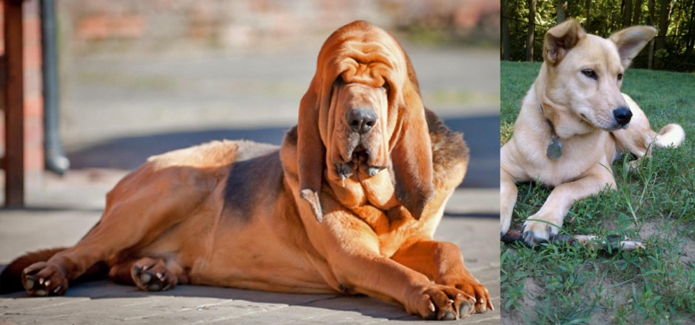 Carolina Dog vs Bloodhound - Breed Comparison