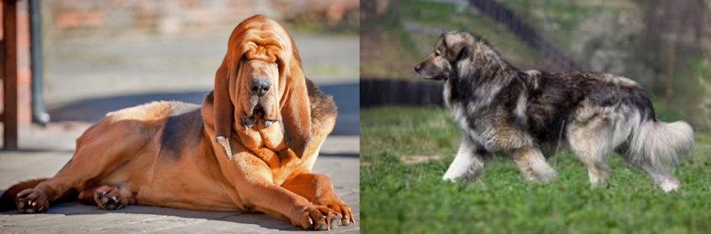 Carpatin vs Bloodhound - Breed Comparison