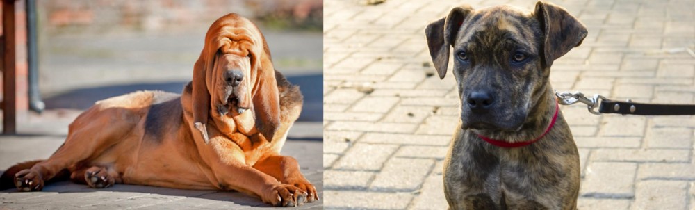 Catahoula Bulldog vs Bloodhound - Breed Comparison