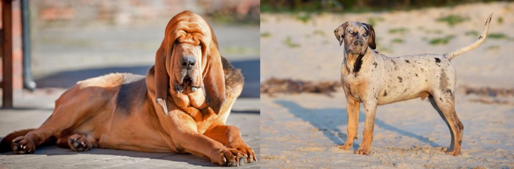 Catahoula Cur vs Bloodhound - Breed Comparison