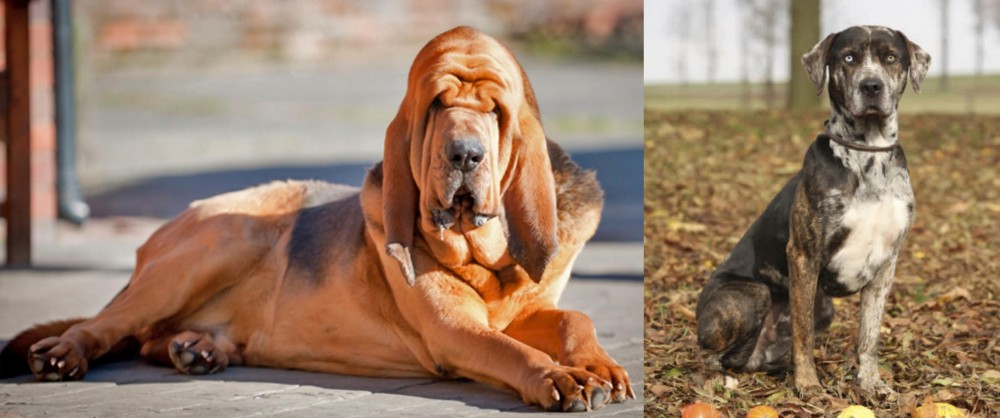 Catahoula Leopard vs Bloodhound - Breed Comparison