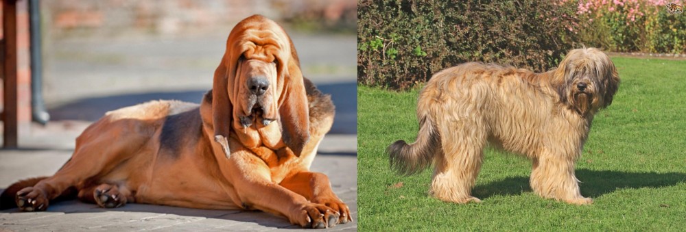 Catalan Sheepdog vs Bloodhound - Breed Comparison