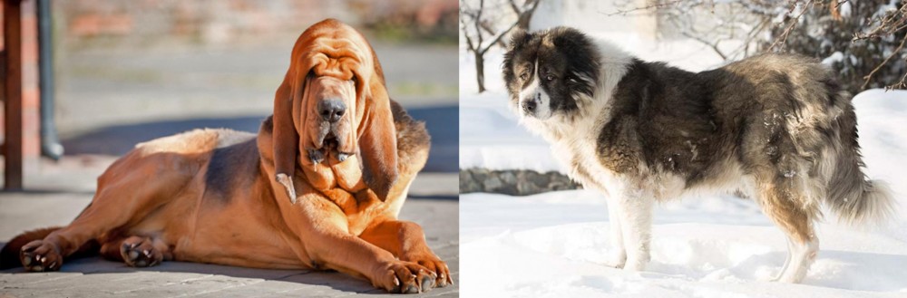 Caucasian Shepherd vs Bloodhound - Breed Comparison