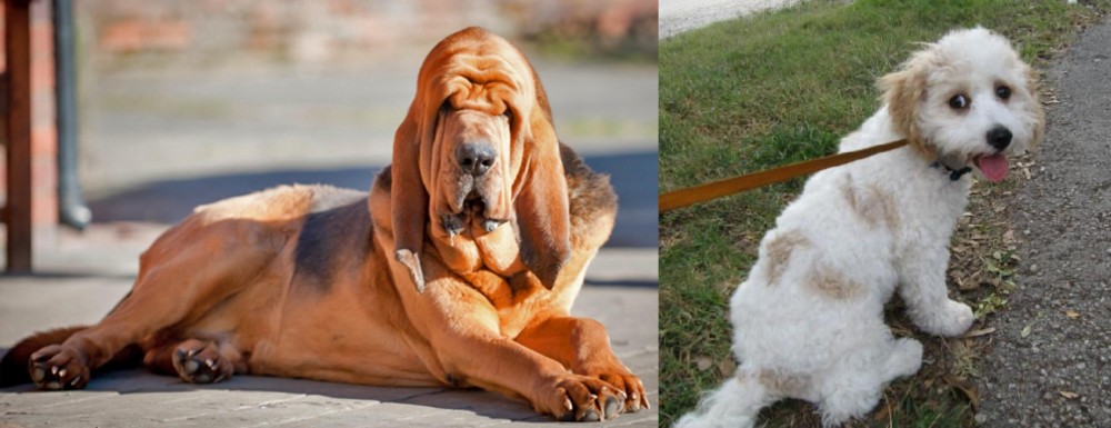 Cavachon vs Bloodhound - Breed Comparison