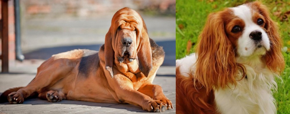 Cavalier King Charles Spaniel vs Bloodhound - Breed Comparison