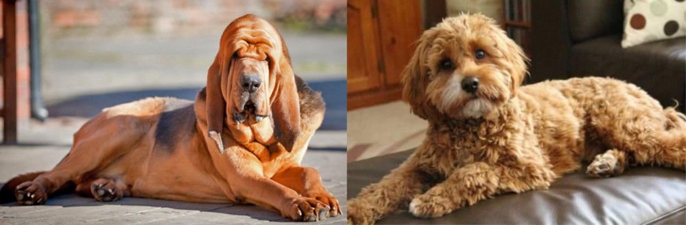 Cavapoo vs Bloodhound - Breed Comparison