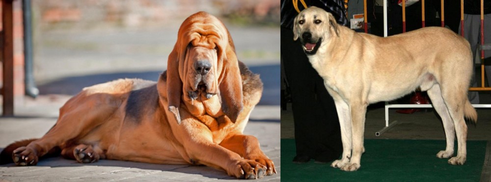 Central Anatolian Shepherd vs Bloodhound - Breed Comparison