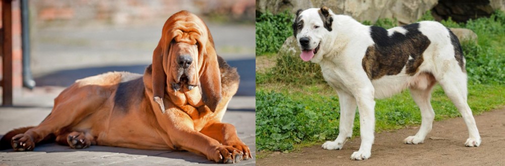 Central Asian Shepherd vs Bloodhound - Breed Comparison