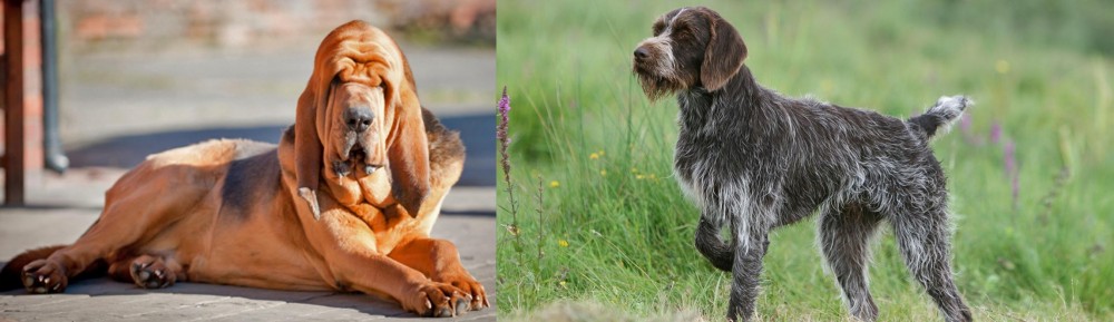 Cesky Fousek vs Bloodhound - Breed Comparison
