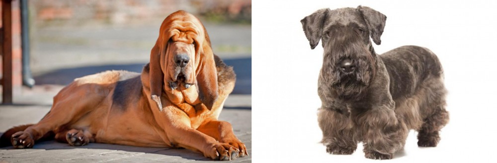 Cesky Terrier vs Bloodhound - Breed Comparison