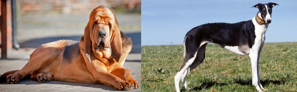 Chart Polski vs Bloodhound - Breed Comparison