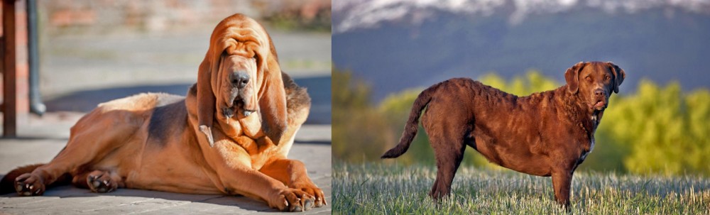 Chesapeake Bay Retriever vs Bloodhound - Breed Comparison