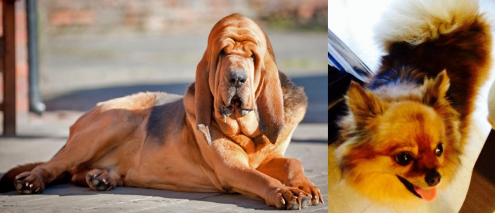 Chiapom vs Bloodhound - Breed Comparison