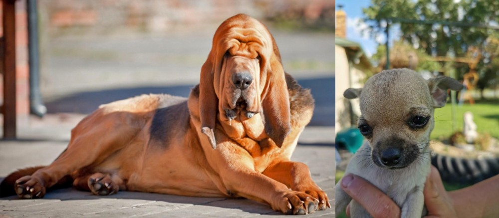 Chihuahua vs Bloodhound - Breed Comparison