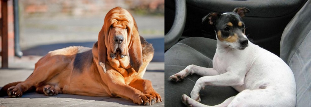 Chilean Fox Terrier vs Bloodhound - Breed Comparison