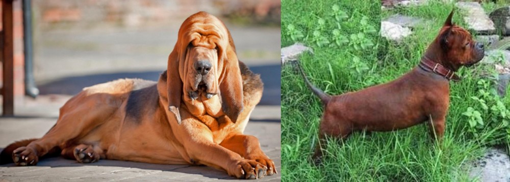 Chinese Chongqing Dog vs Bloodhound - Breed Comparison