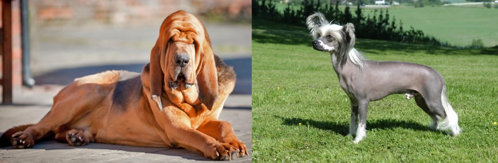 Chinese Crested Dog vs Bloodhound - Breed Comparison