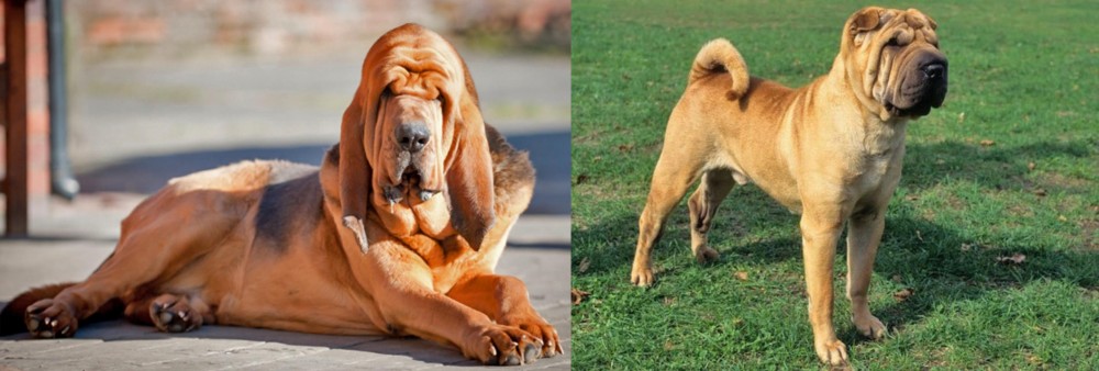 Chinese Shar Pei vs Bloodhound - Breed Comparison