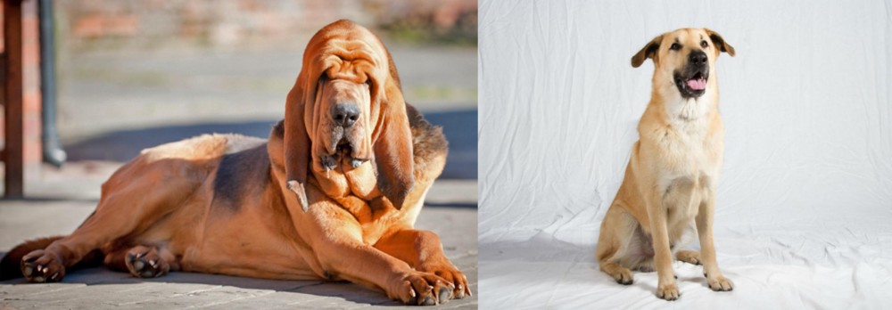 Chinook vs Bloodhound - Breed Comparison