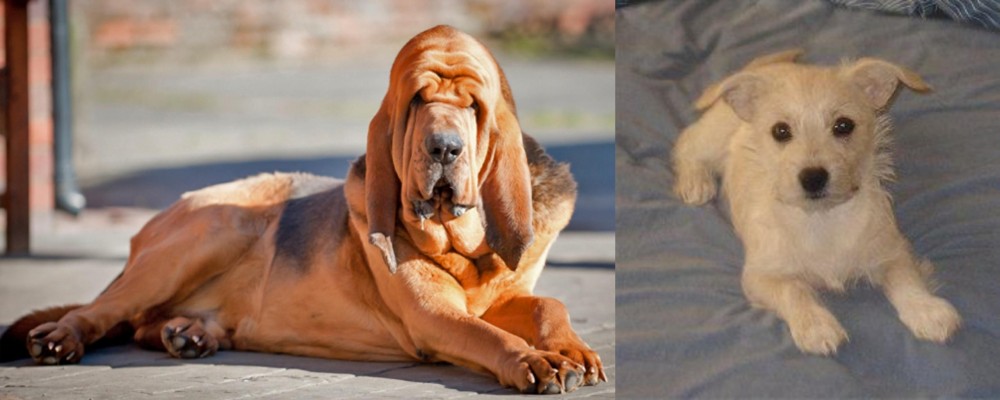 Chipoo vs Bloodhound - Breed Comparison