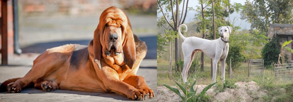 Chippiparai vs Bloodhound - Breed Comparison