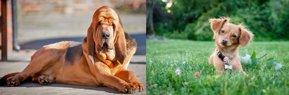 Chiweenie vs Bloodhound - Breed Comparison