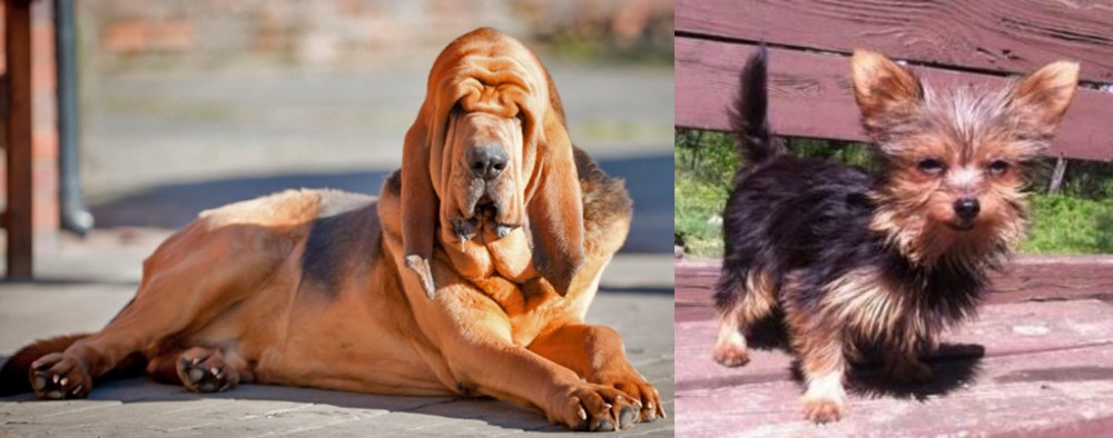 Chorkie vs Bloodhound - Breed Comparison