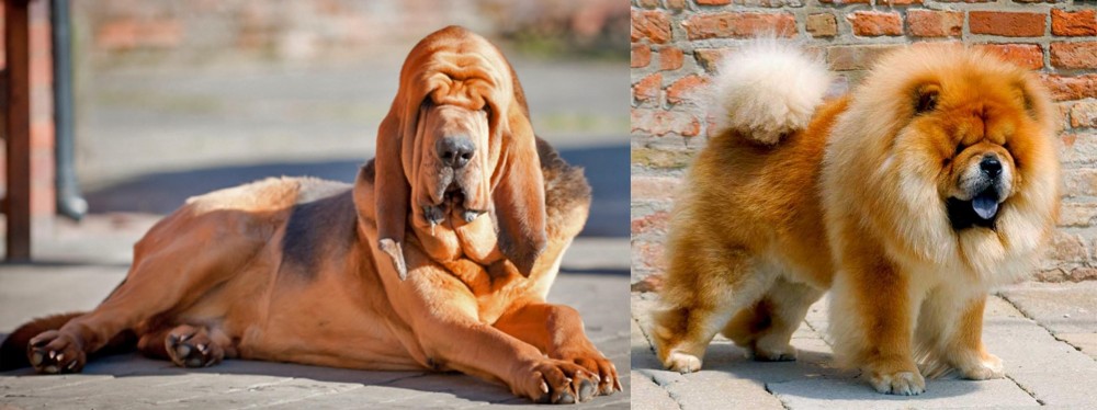 Chow Chow vs Bloodhound - Breed Comparison