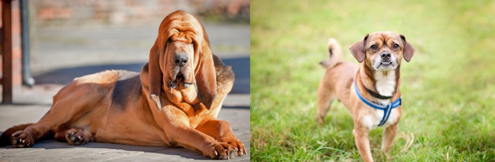 Chug vs Bloodhound - Breed Comparison