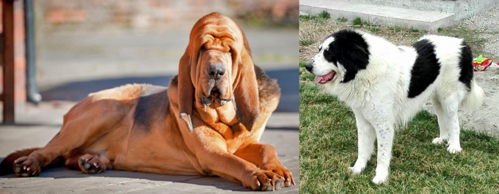 Ciobanesc de Bucovina vs Bloodhound - Breed Comparison