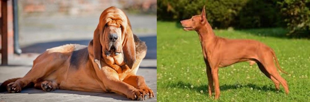 Cirneco dell'Etna vs Bloodhound - Breed Comparison