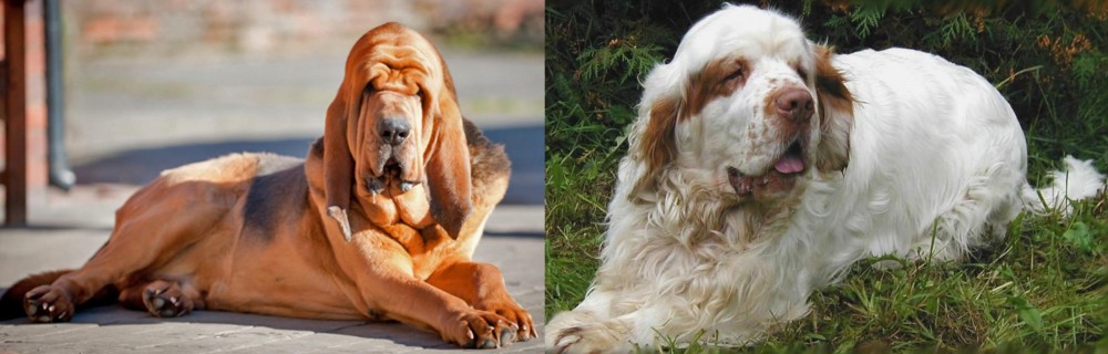 Clumber Spaniel vs Bloodhound - Breed Comparison