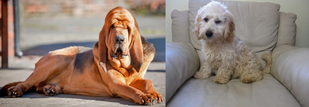 Cockachon vs Bloodhound - Breed Comparison
