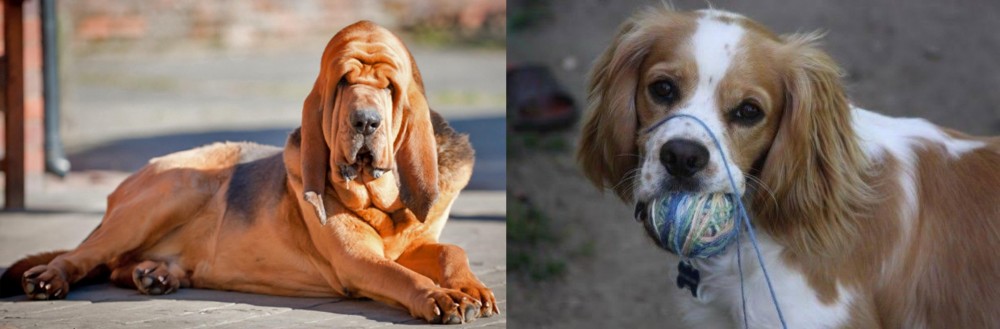 Cockalier vs Bloodhound - Breed Comparison