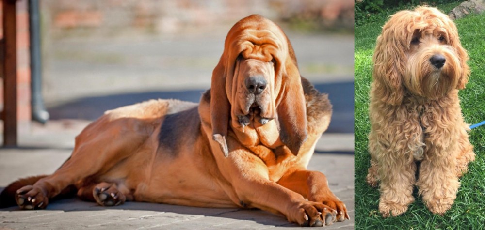Cockapoo vs Bloodhound - Breed Comparison