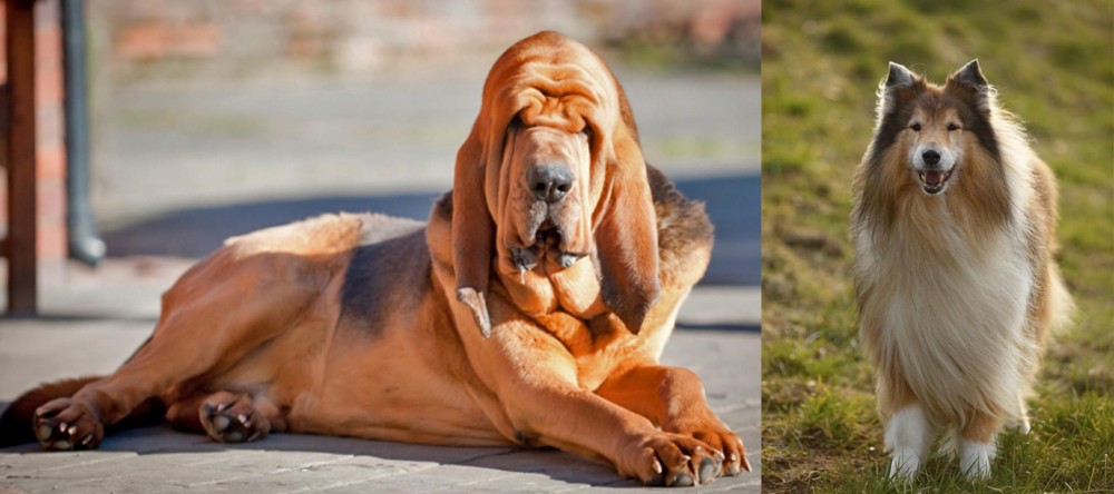 Collie vs Bloodhound - Breed Comparison