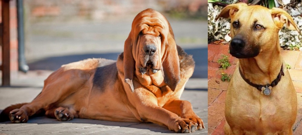 Combai vs Bloodhound - Breed Comparison