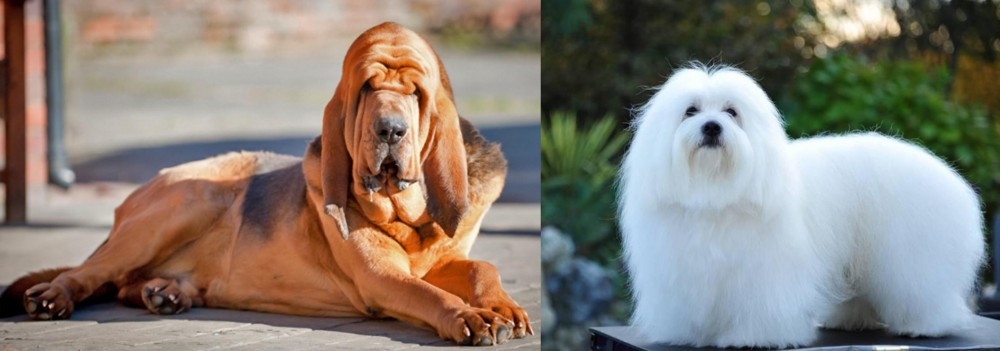 Coton De Tulear vs Bloodhound - Breed Comparison