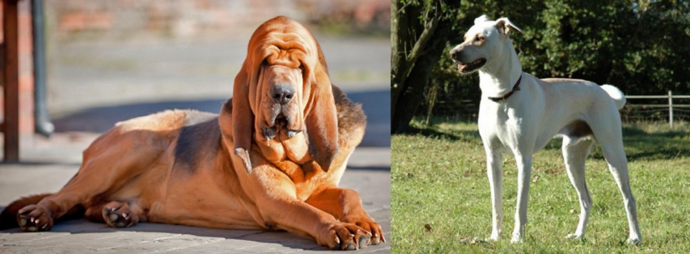 Cretan Hound vs Bloodhound - Breed Comparison
