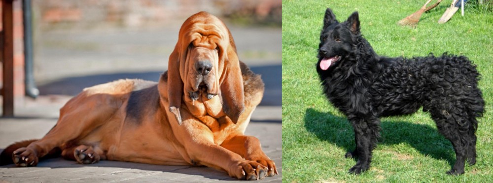 Croatian Sheepdog vs Bloodhound - Breed Comparison